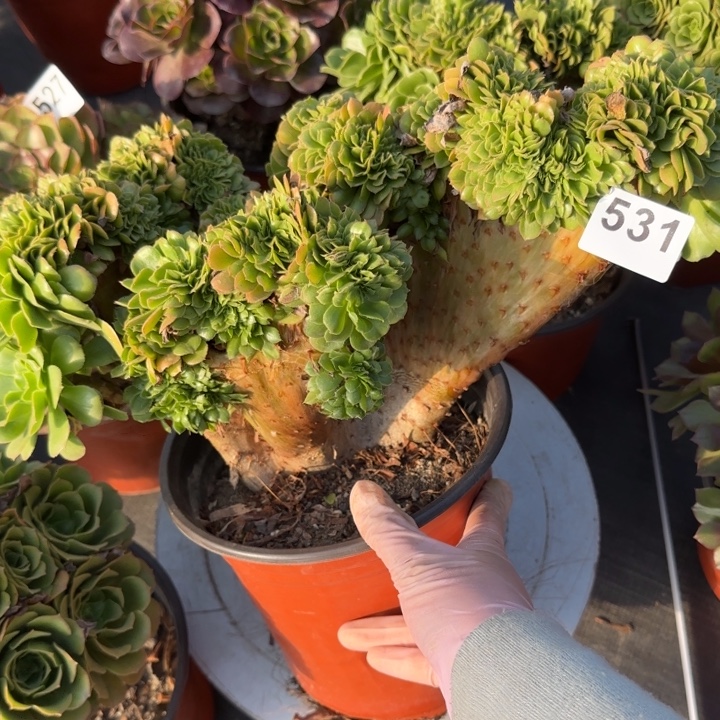 多肉植物绿缀化531