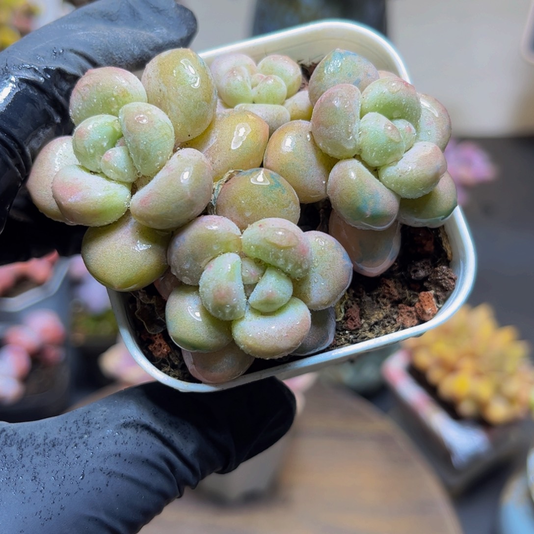 846萤火虫7厘米多肉