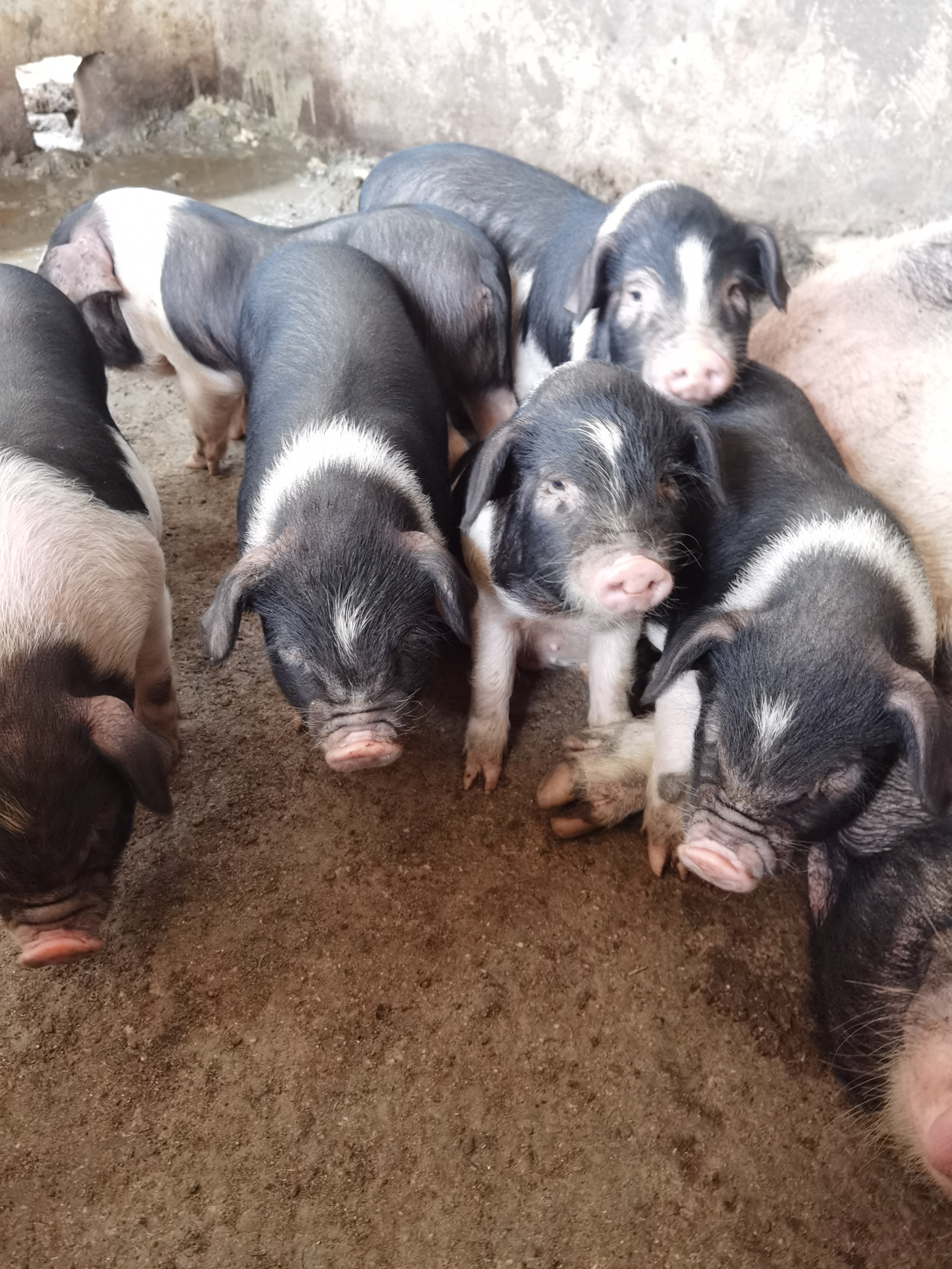 宁乡花猪熟食猪后筒骨2.6