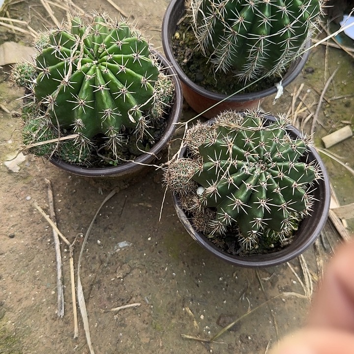 冉****实生彩草3颗发货脱土