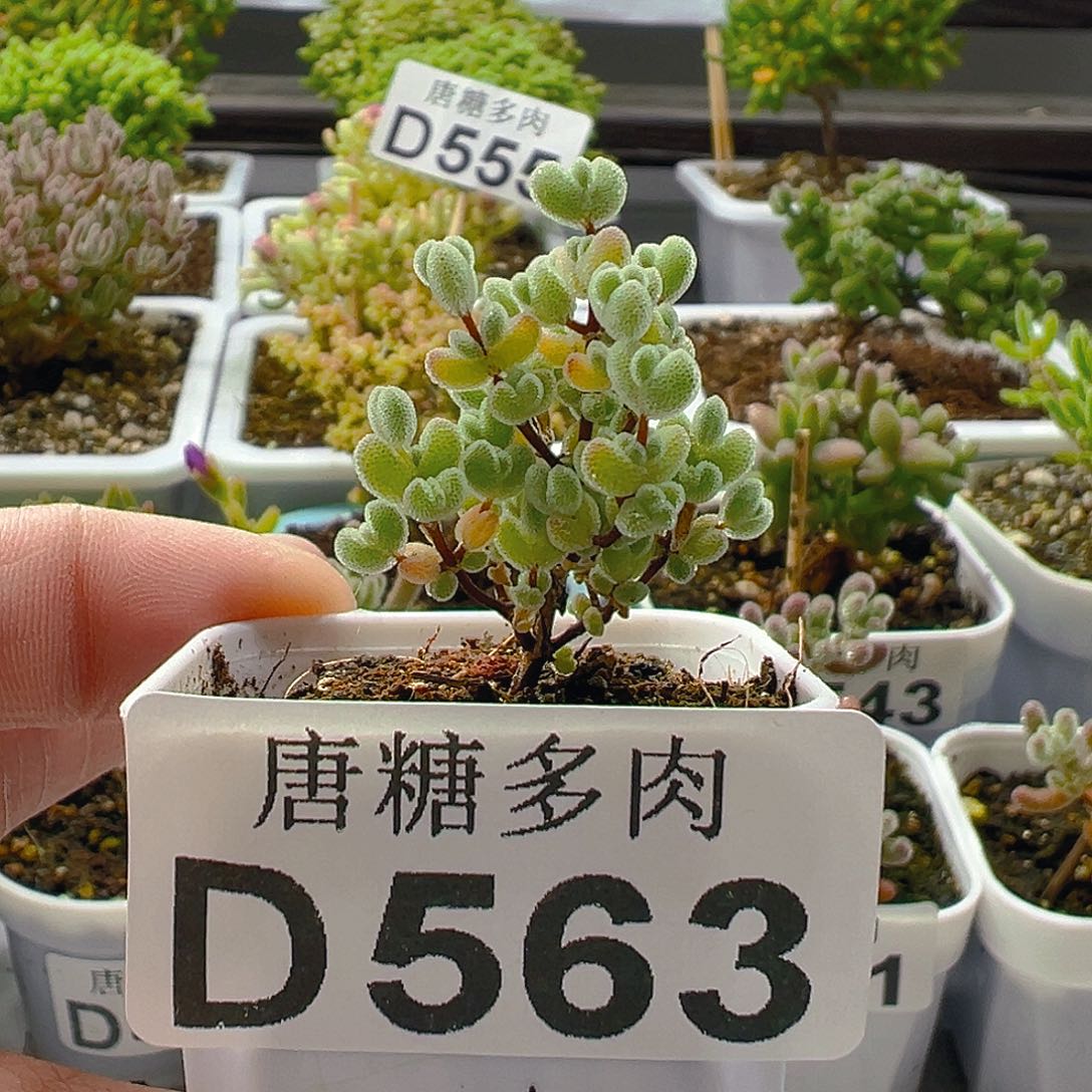 莱斯563。          