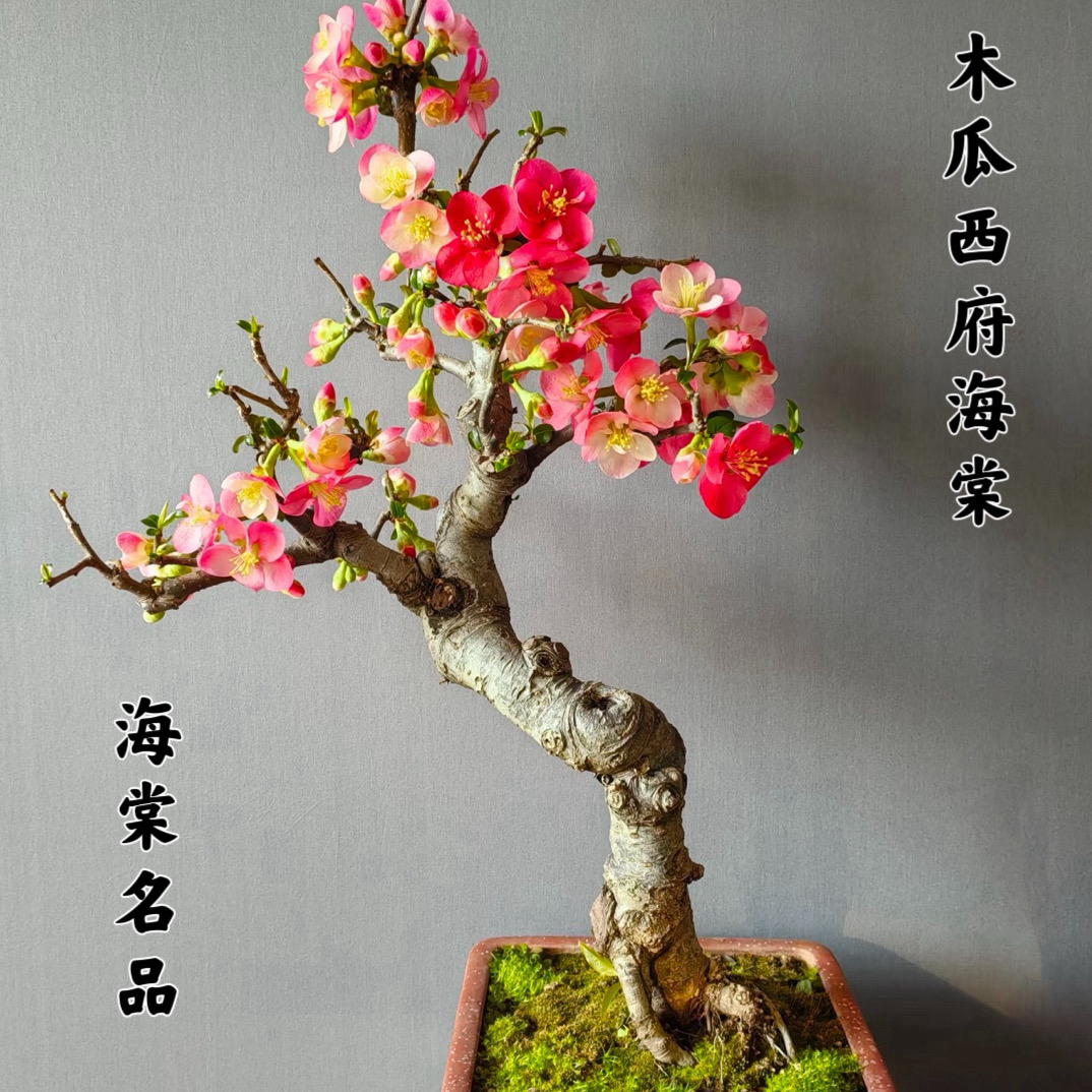 年销花原生木瓜西府海棠老桩带花苞长寿冠东阳锦阳台庭院盆栽