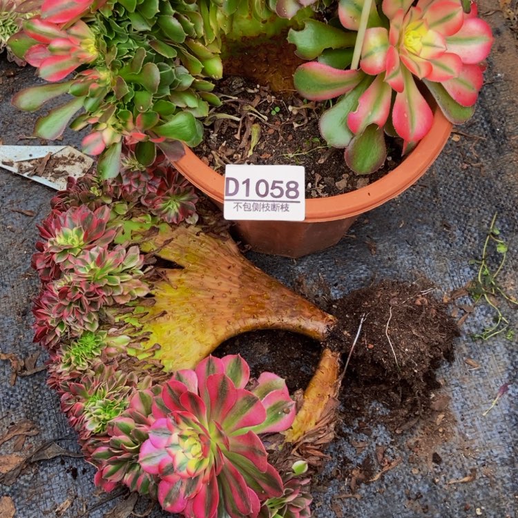 【闪购商品】꧁****꧂1058两颗多肉