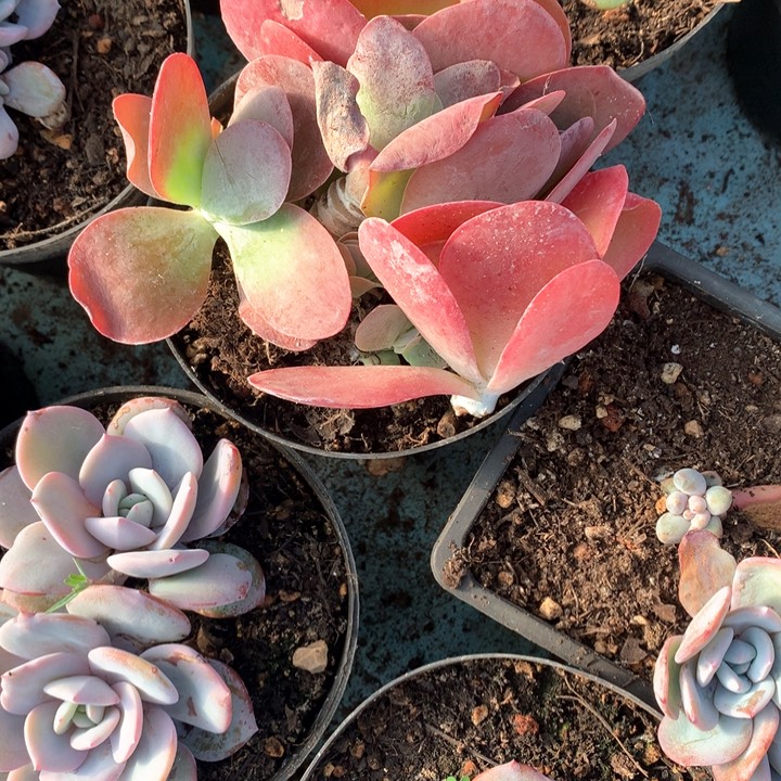 多肉植物一物一拍4颗