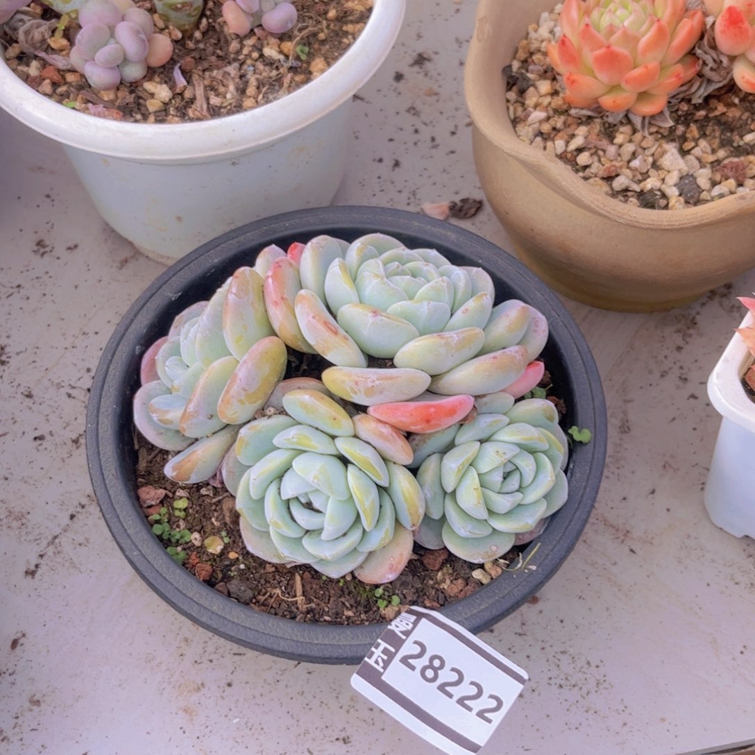冰玉多肉植物28222