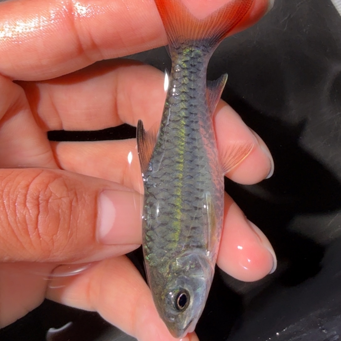 海水鱼蓝鳍   彩虹吉罗鱼