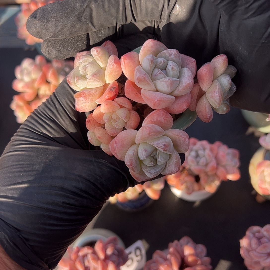 吉***㲺六头冰玉带盆发1785