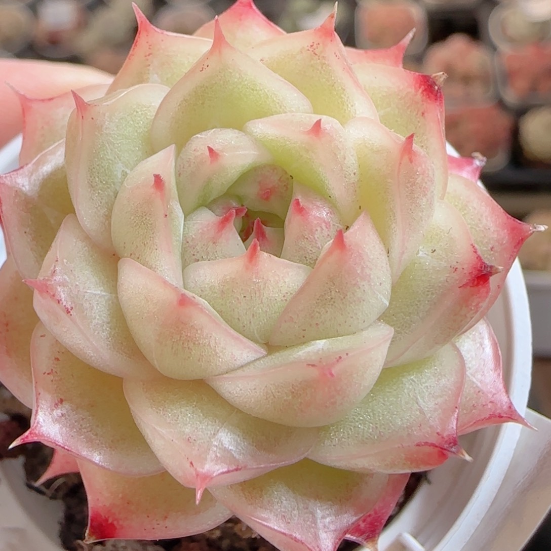 花语多肉0102-76包子