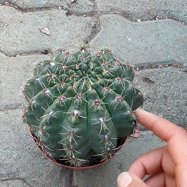 大号非花絮多肉植物