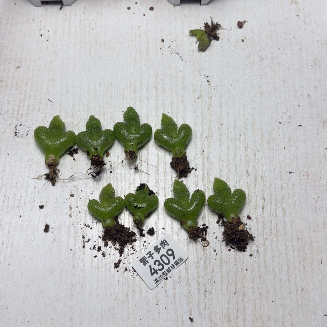 W***୭妖奇玉8颗。            