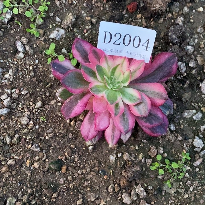 2004、2003黑魔锦多肉2颗