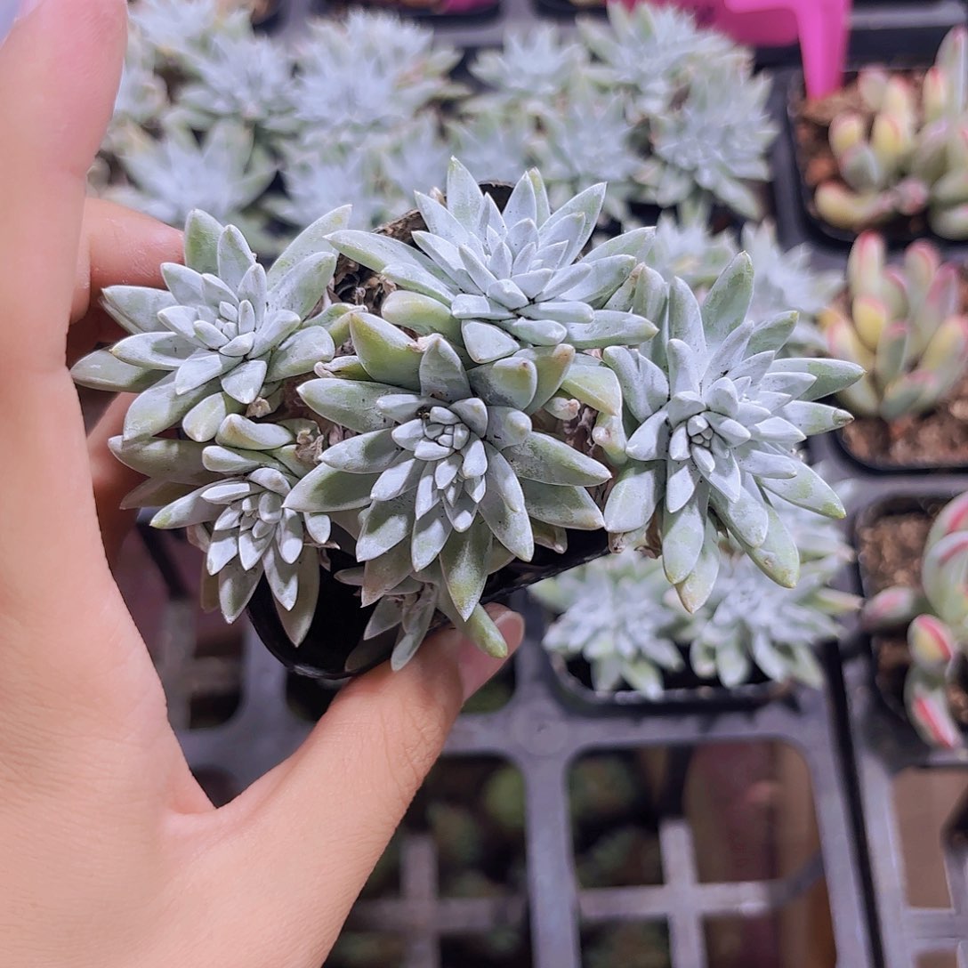 精品白菊多肉植物