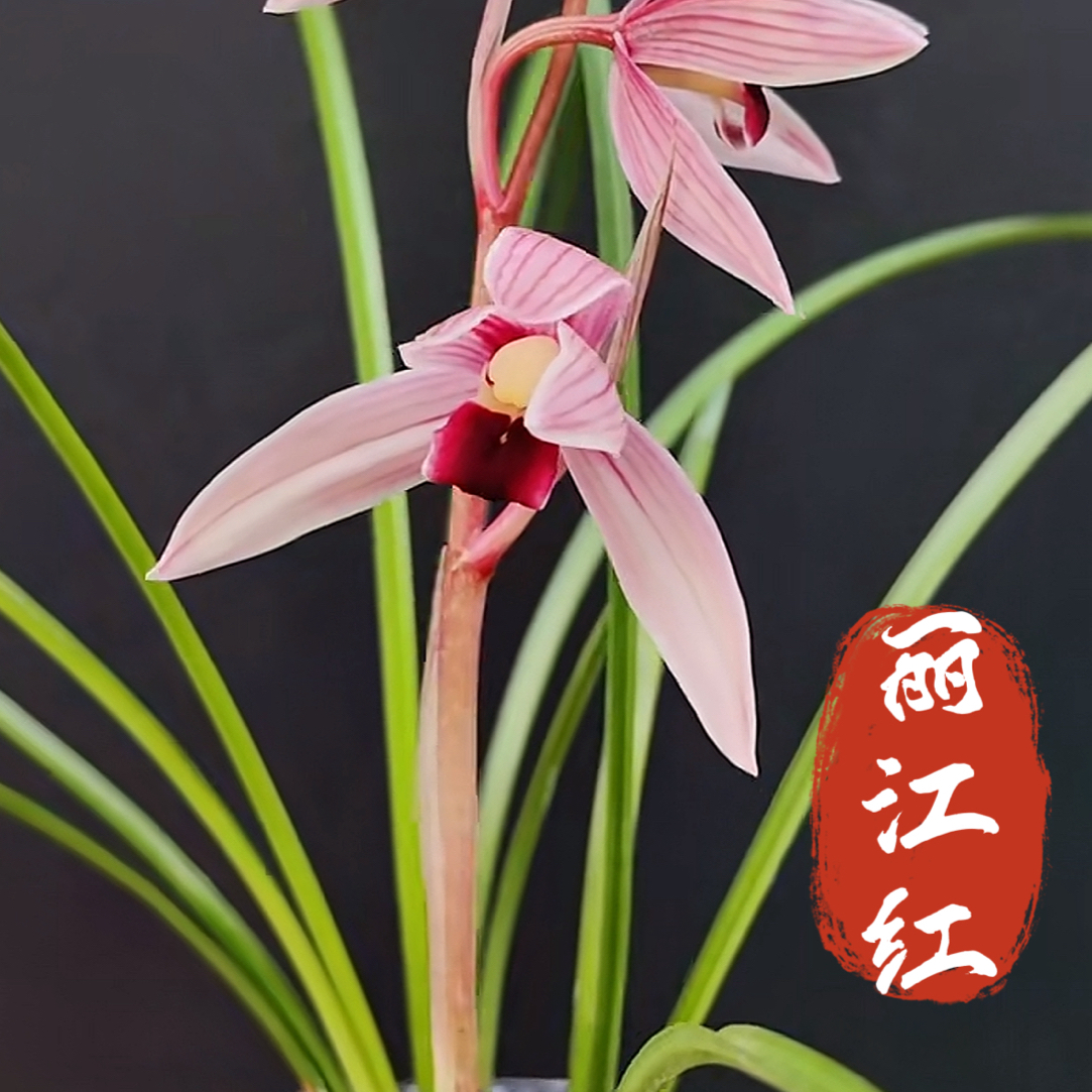 丽江红商品苗专拍
