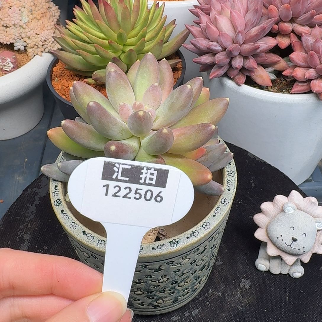 精品多肉植物122506