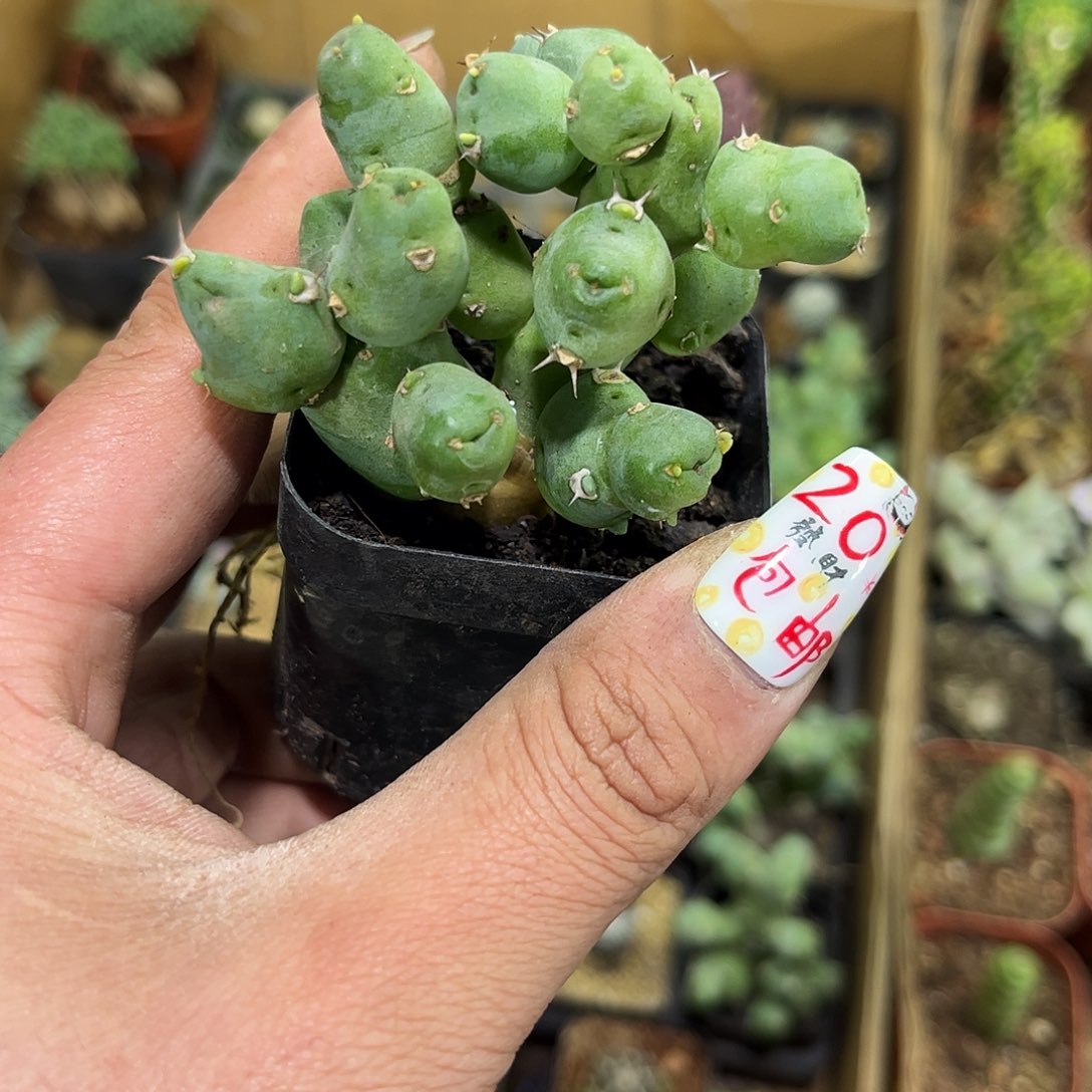 丘栖大吉有根发货有根发货