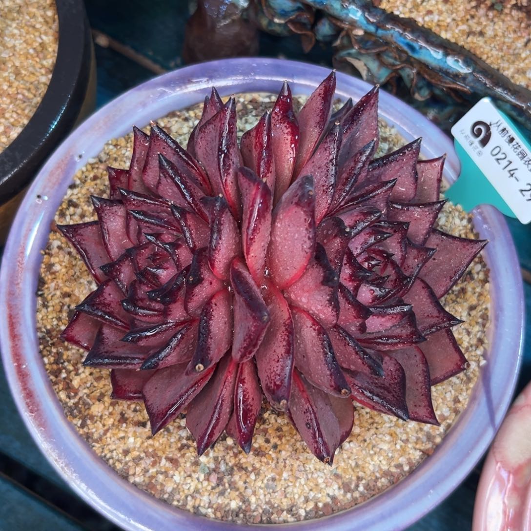 多肉一物一拍0214-294