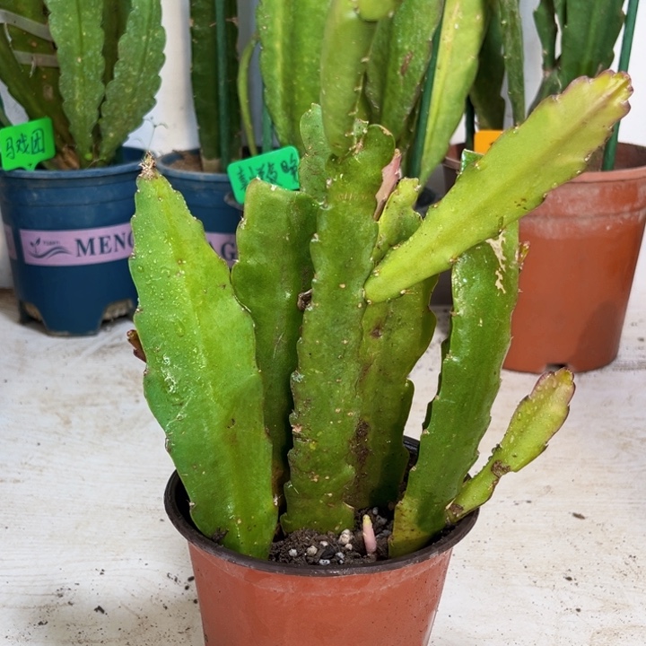 当前无花栽培后可以开花我**往8颗