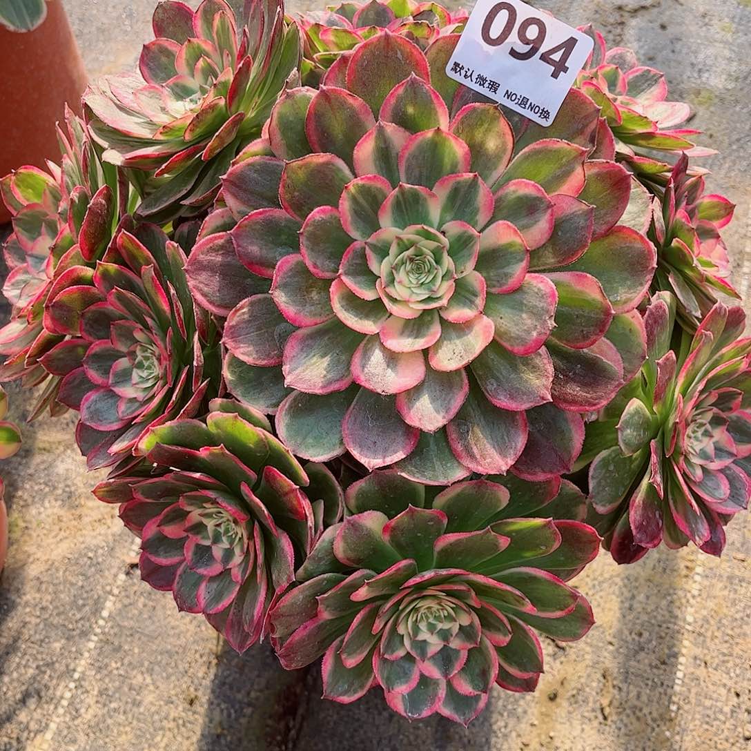 无花朵秋**拂多肉植物海神094