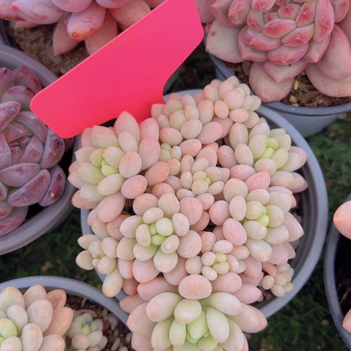 健健康康平平安安