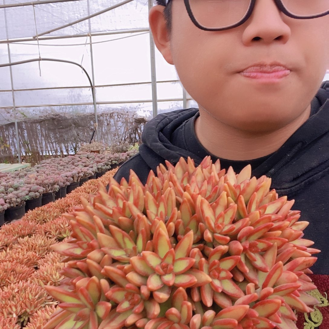 加州落日带盆土特价