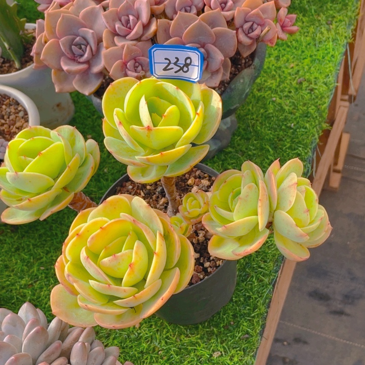 谢谢你的支持000000238