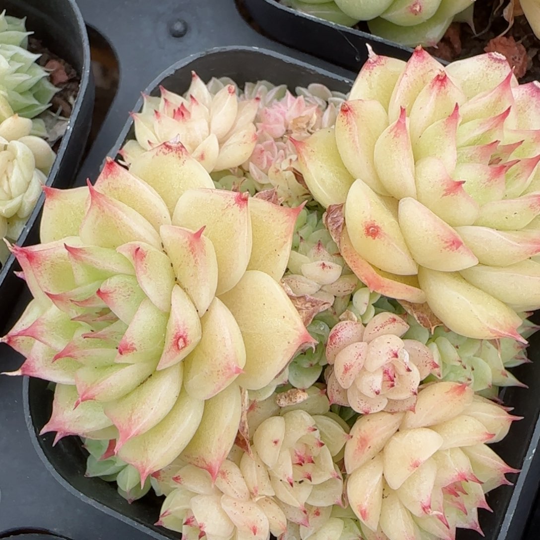 花语逸镜0208-222