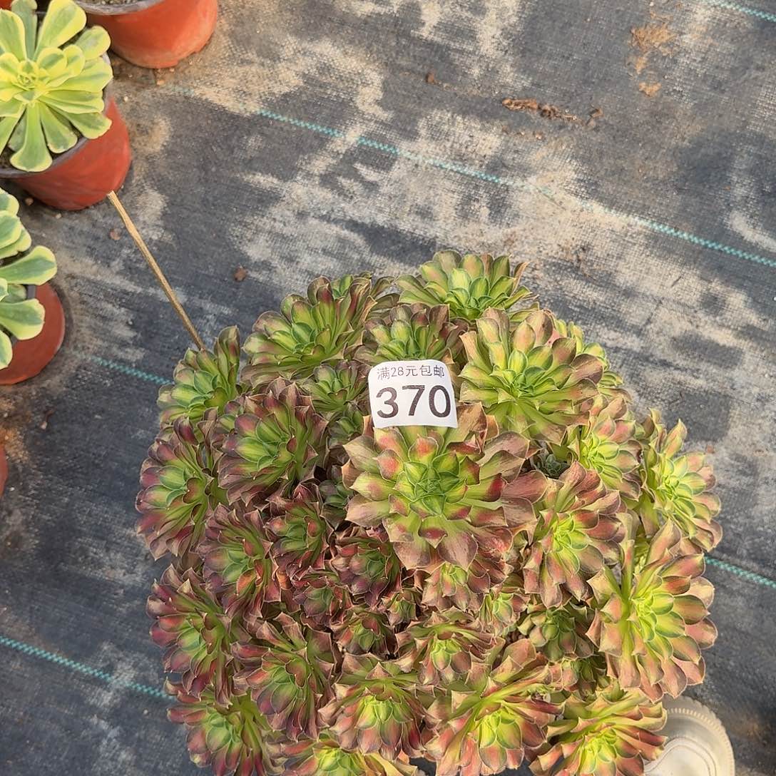 邵华00000000000370