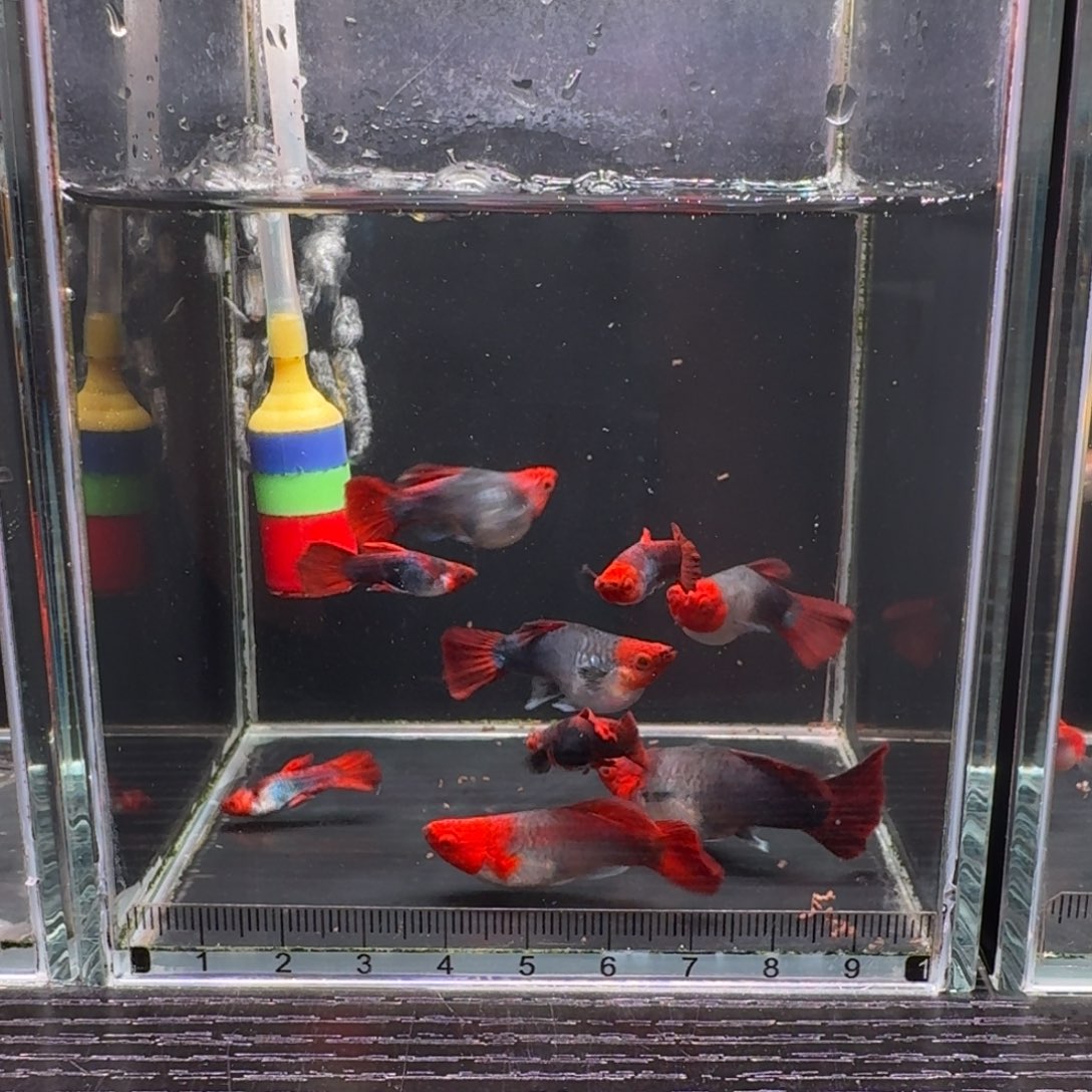 孔雀鱼清缸福利深海蓝短体买6条➕4条备损