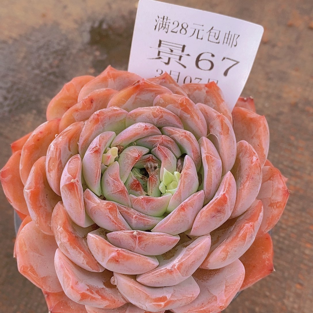 【闪购商品】云67号