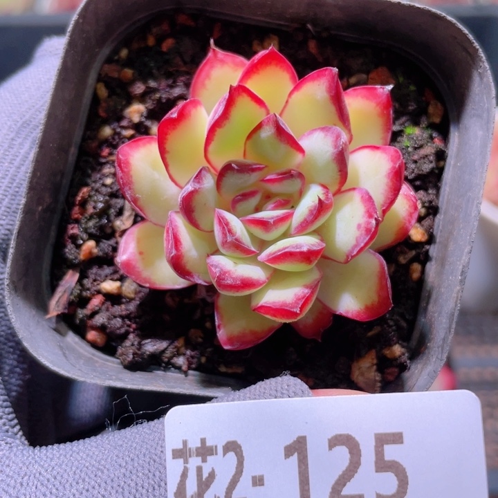 花利美 2-125原始灵隐