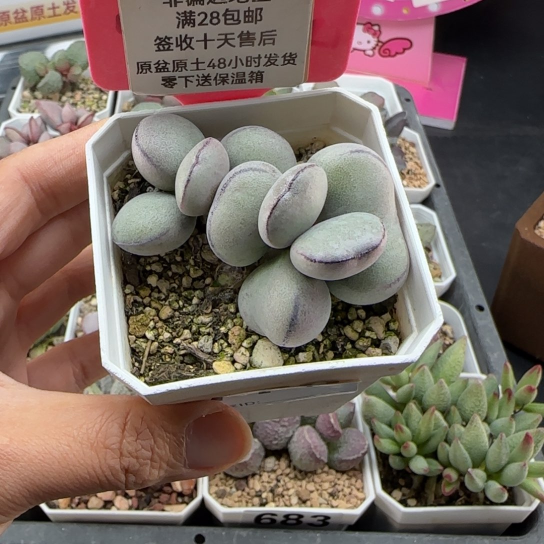 赵***吏778球球紫蛋多肉补差