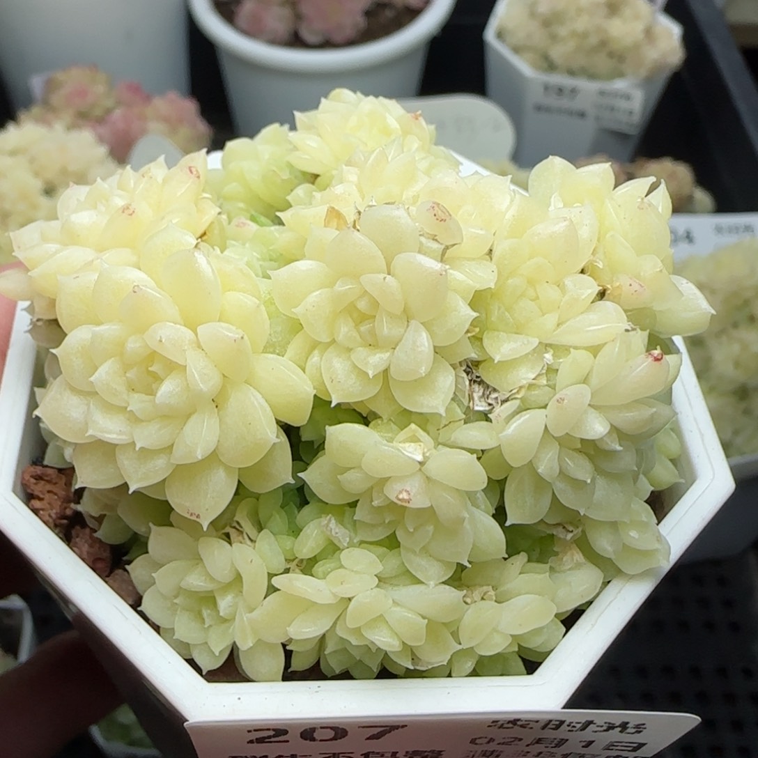 0201-207优选麦秆