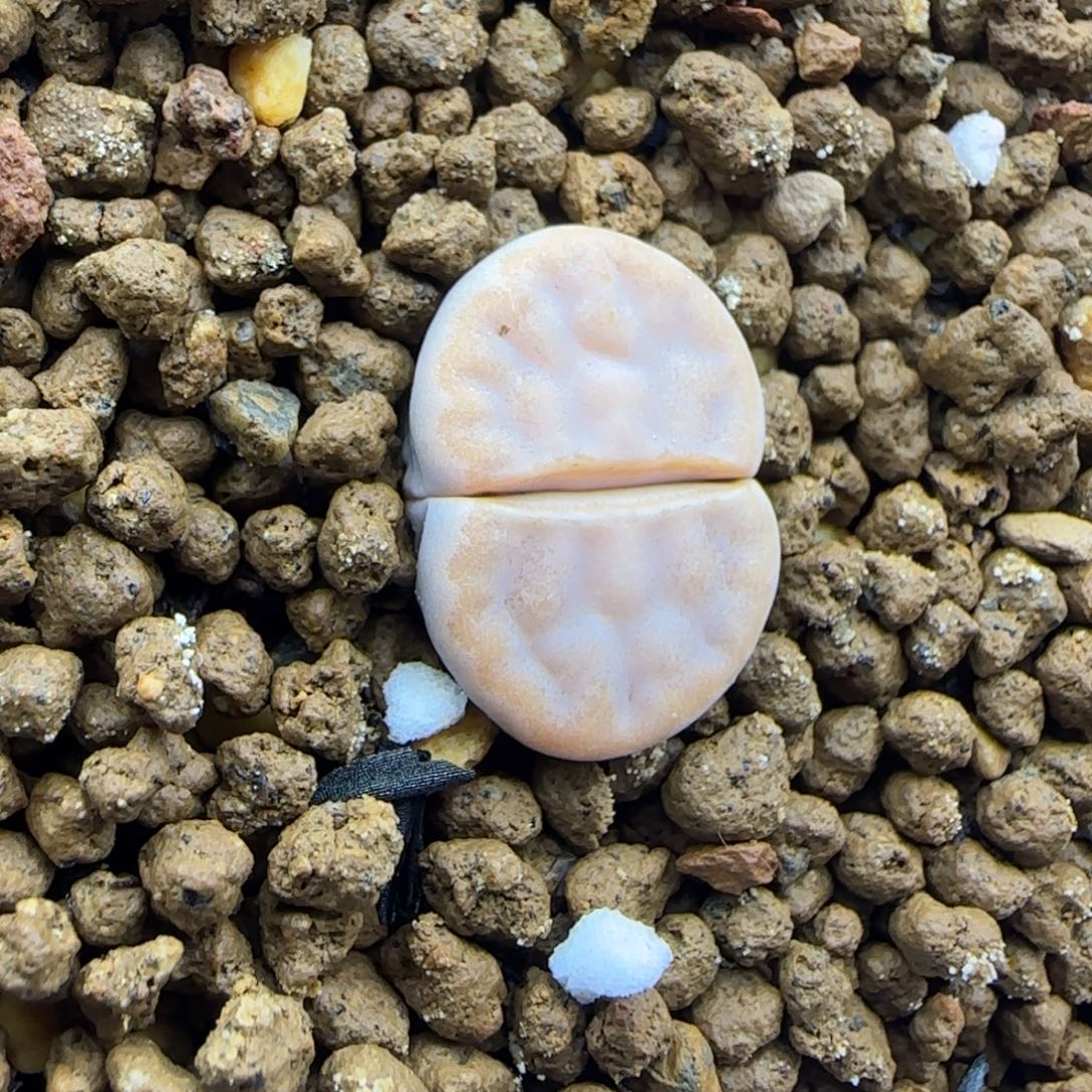 463饼干开播福利一颗