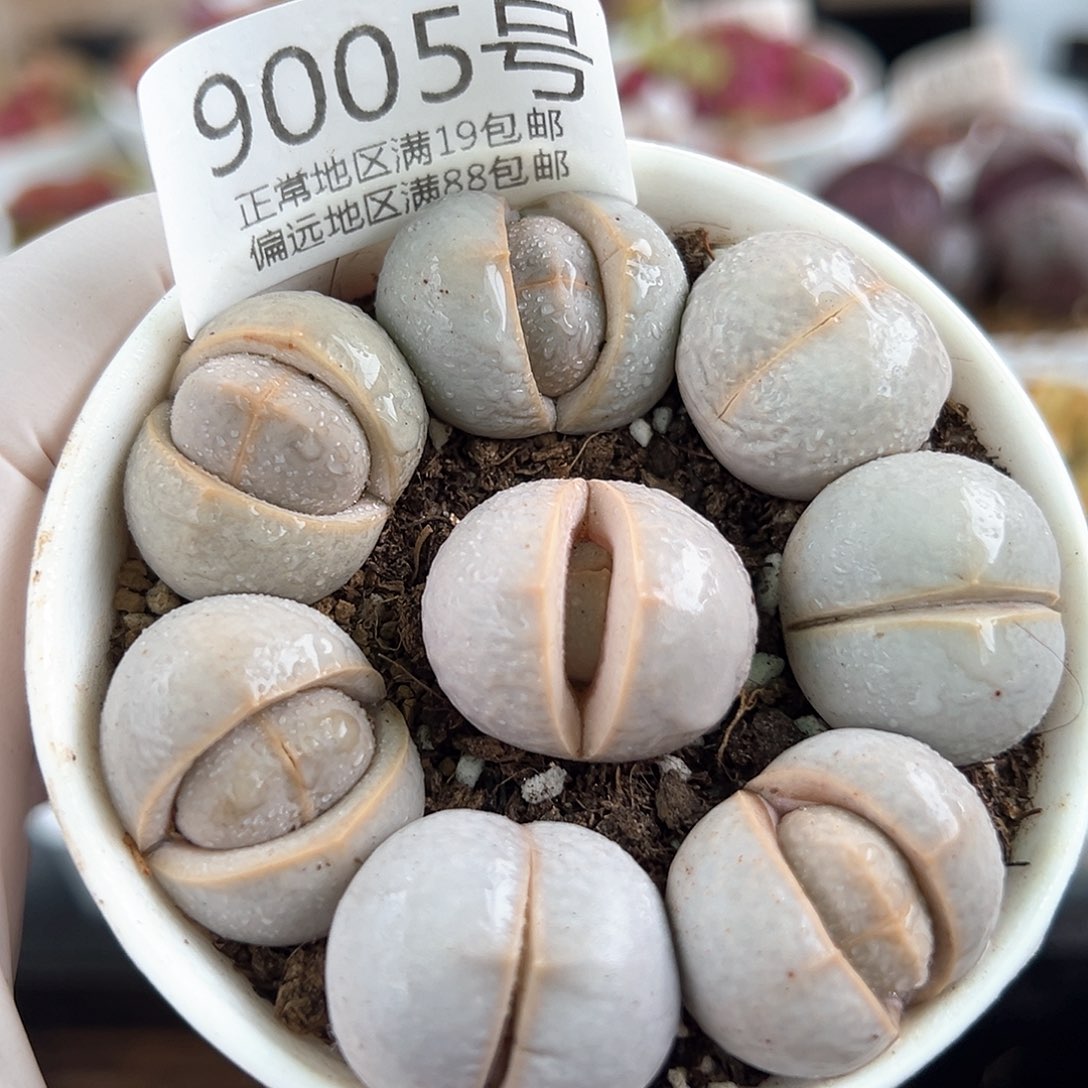 好养易活生石花大母本9005