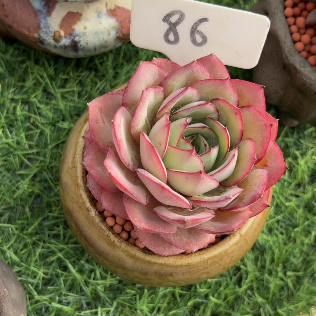 *****单头牡丹亭多肉植物