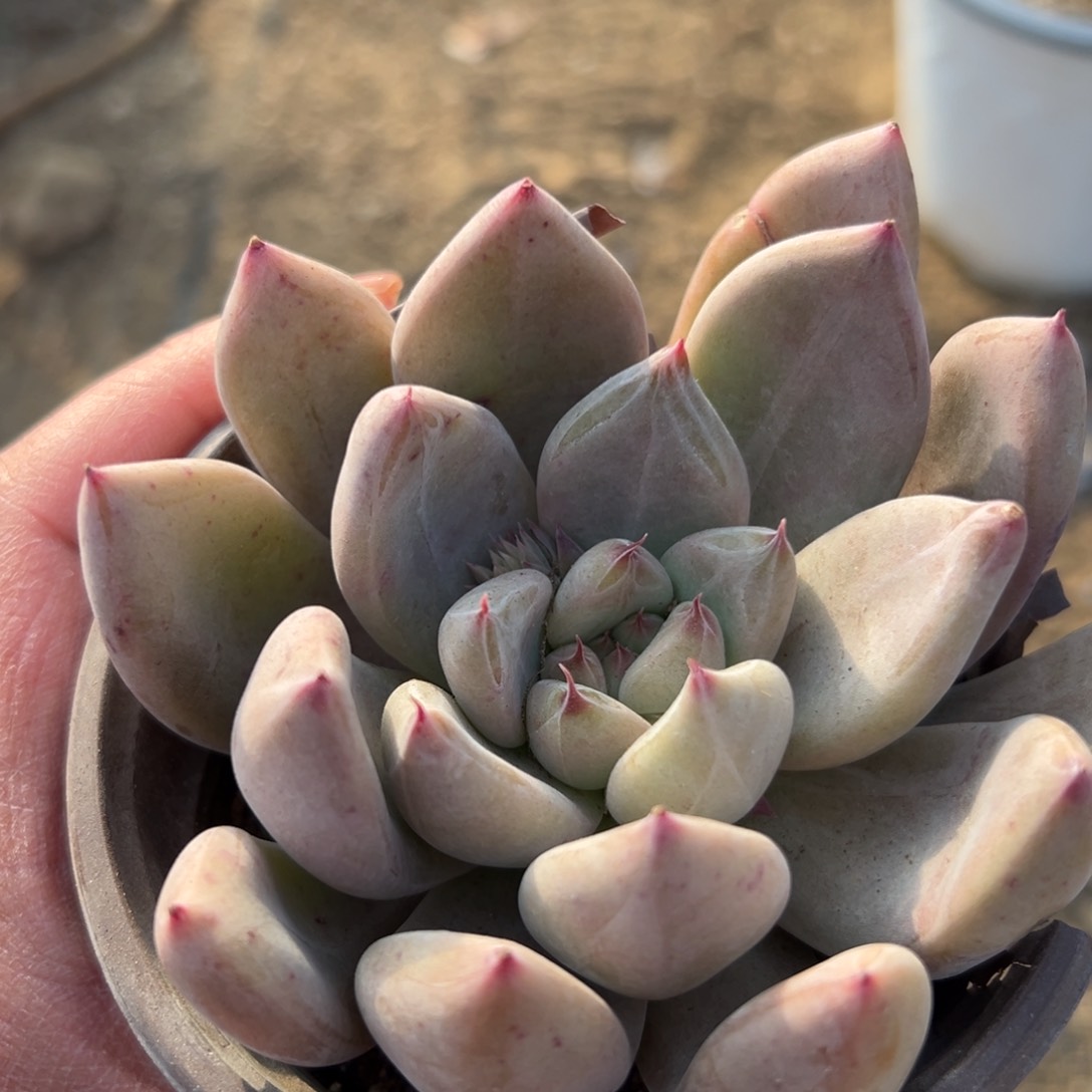多肉植物婚钻单头