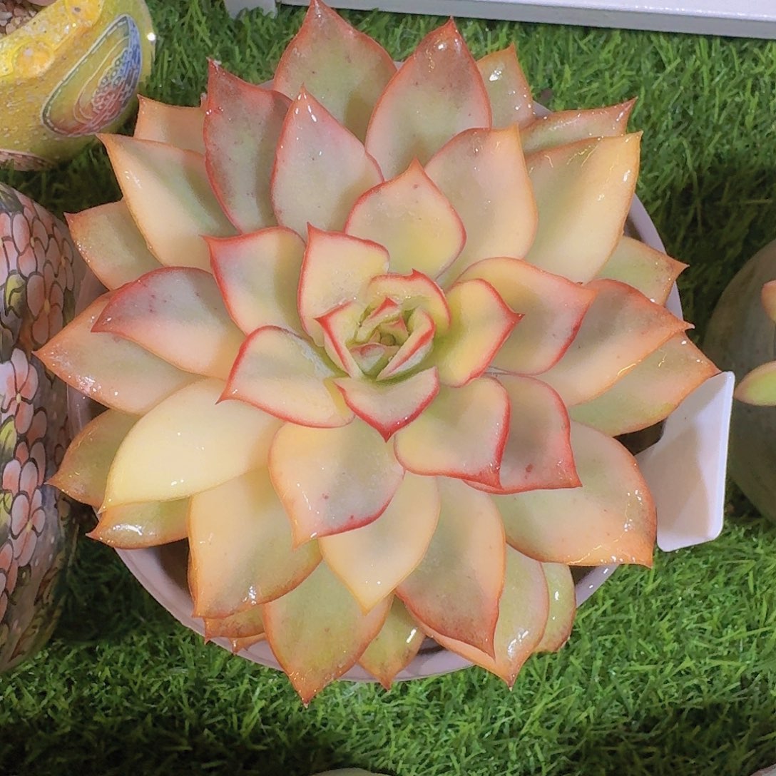无花朵月光女神锦一物一拍