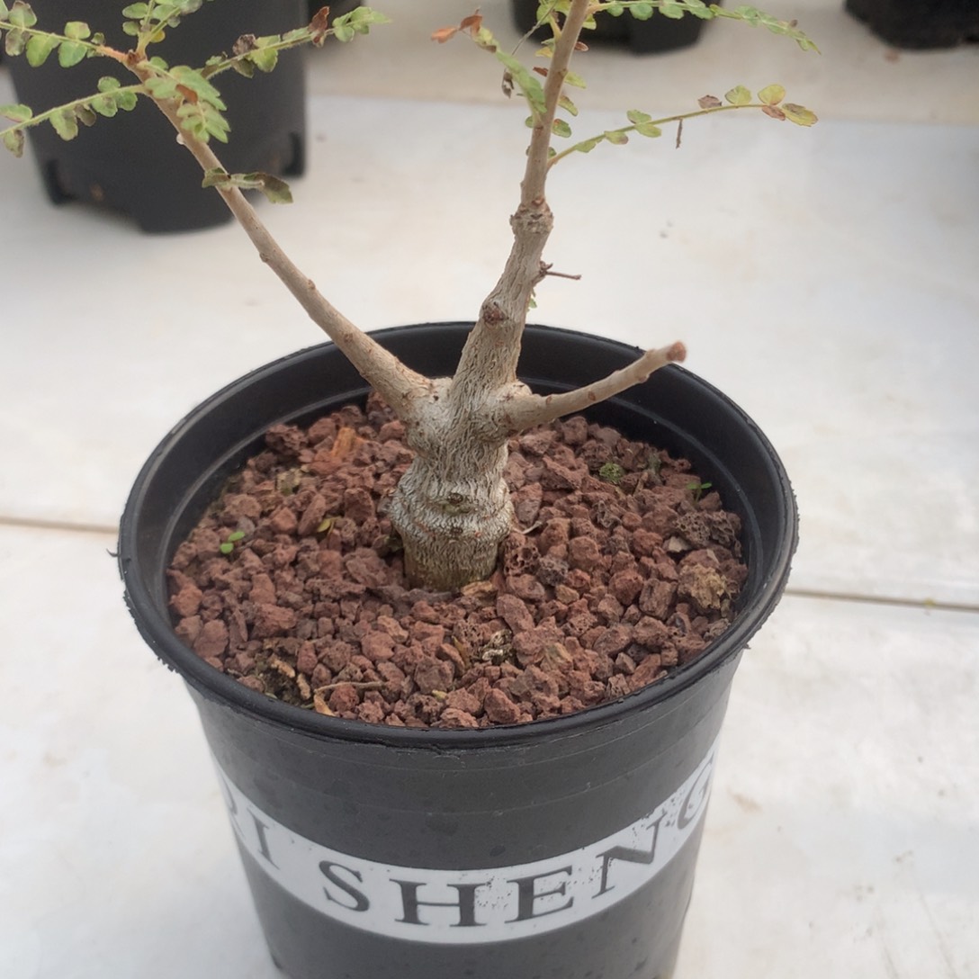 尼勒达乳香实生实生