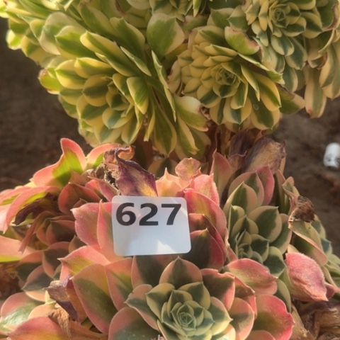 法师迈巴赫巫雨花石2颗18-48