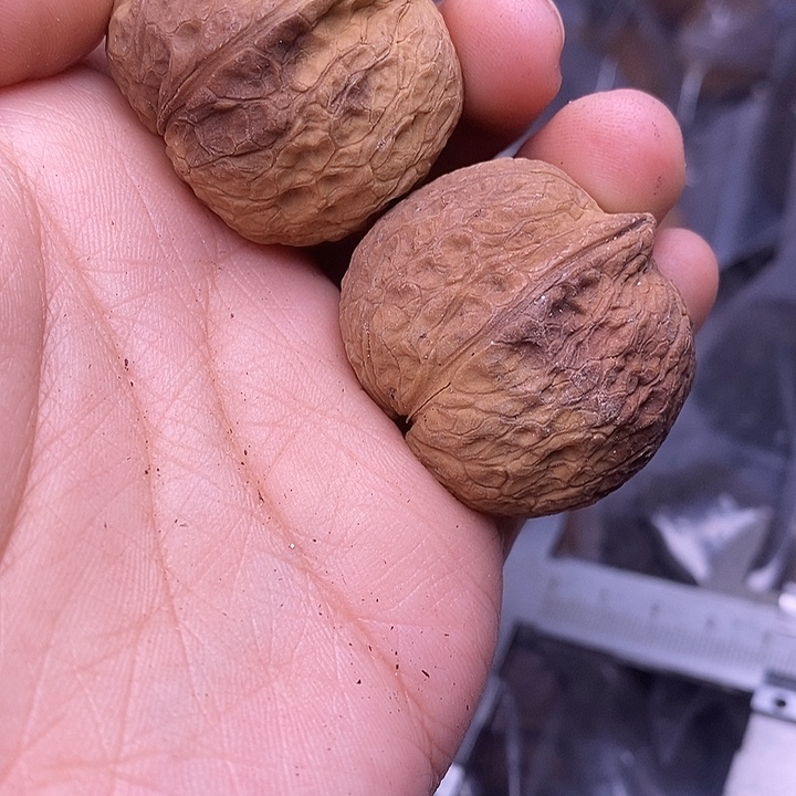 手串文玩核桃   206