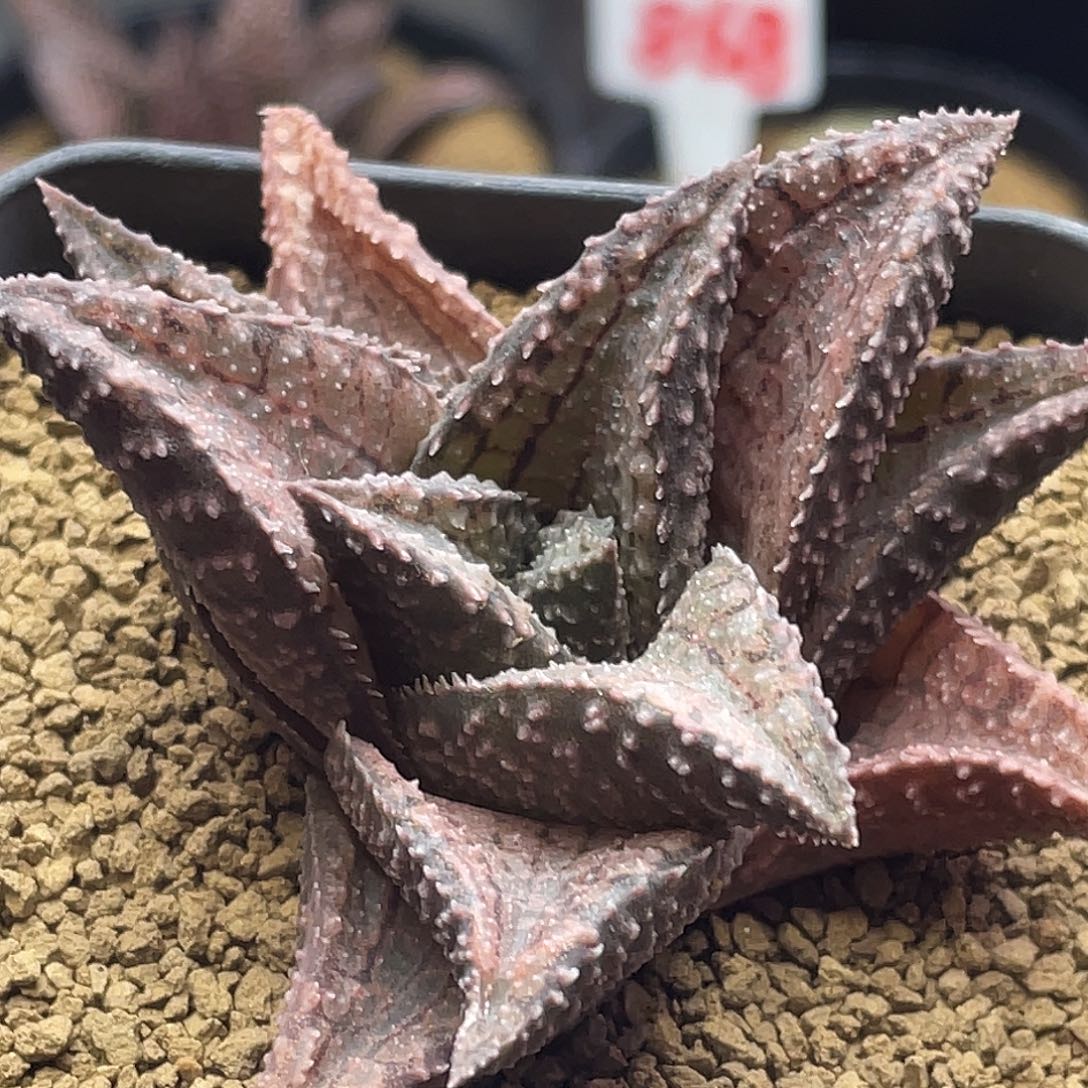 实生不知名硬叶十二卷仙人球