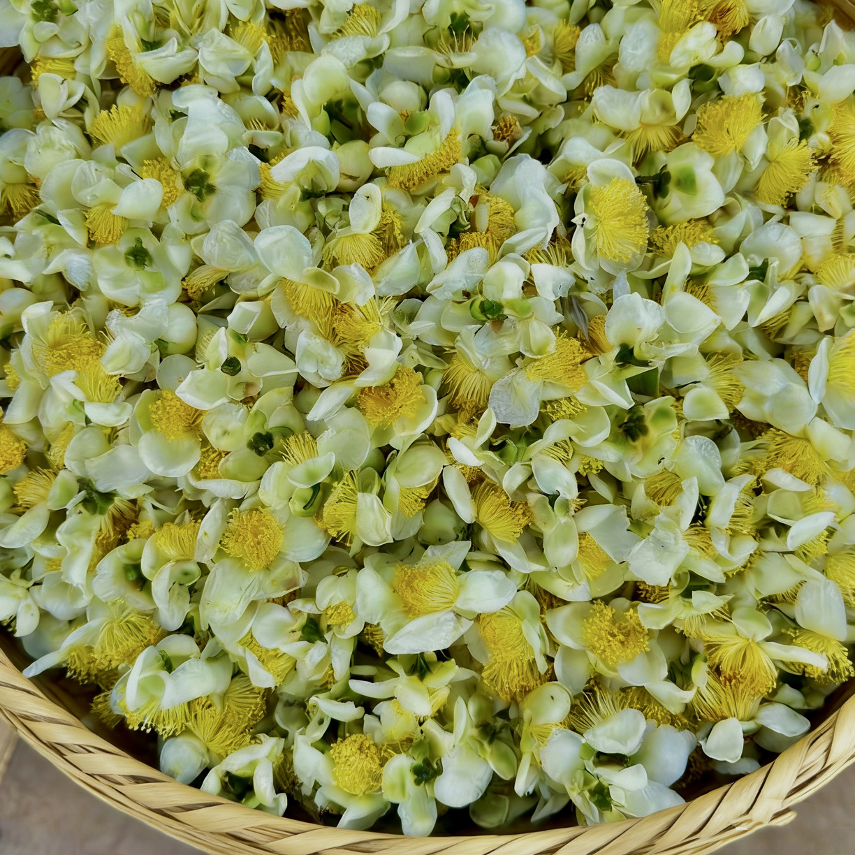 云南古树普洱茶《茶树花》