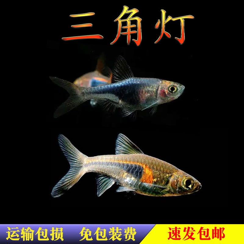 大三角灯鱼紫正三角灯科鱼草缸小型群游鱼热带观赏鱼 活体包活