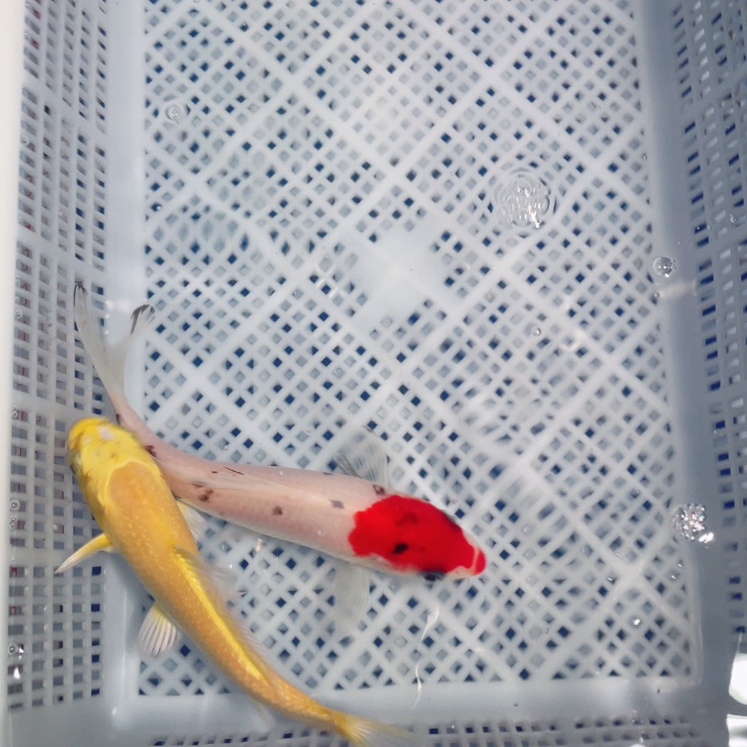 锦鲤锦鲤观赏鱼161718