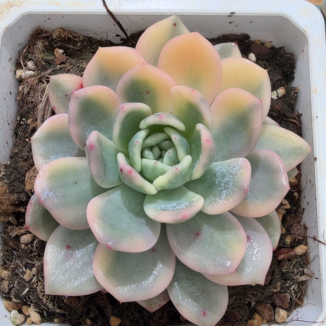 ℡****?橙梦露锦，覆轮锦