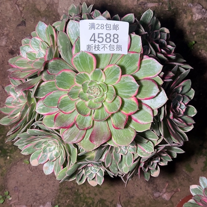 4588莲花座多肉植物