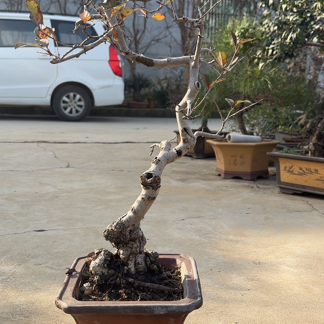 无花朵垂丝海棠盆景造型盆栽花卉