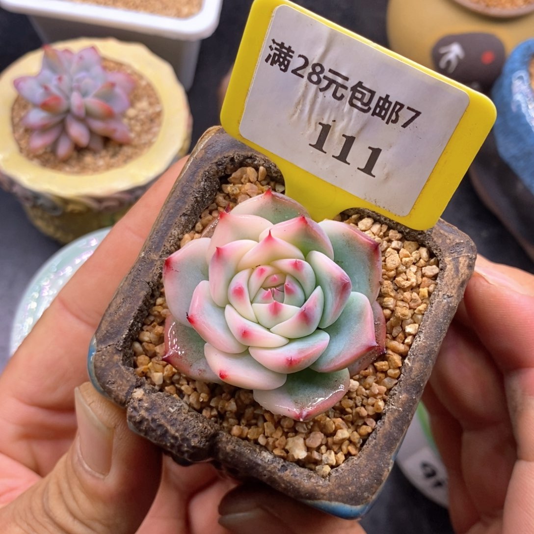 7111吉娃娃锦多肉植物