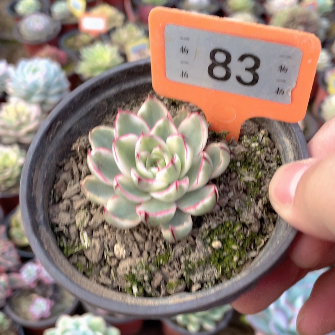 风***雅83号多肉植物组合