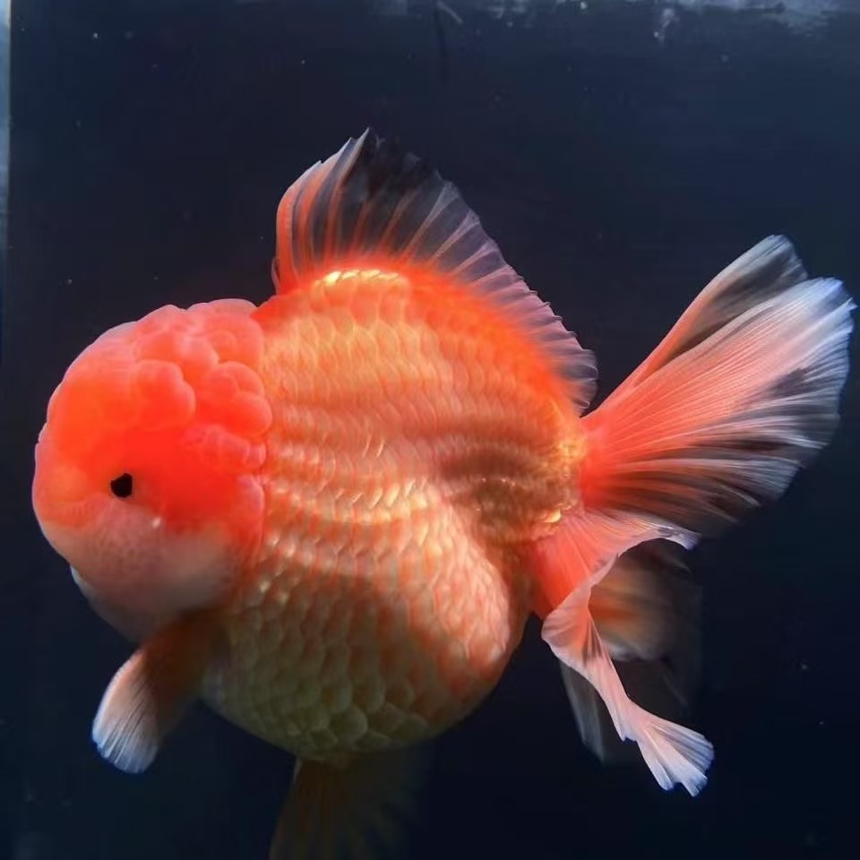 精品--F1泰狮观赏鱼招财好养渔场直发